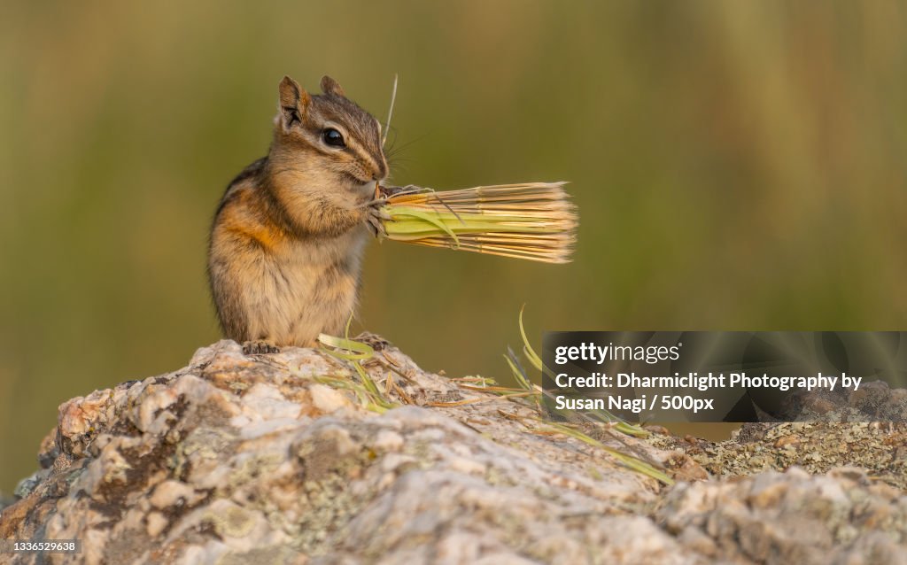 Close-up of squirrel eating food on rock,Mt Rushmore,United States,USA