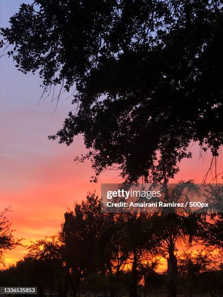 silhouette of trees against sky during sunset - amairani stock pictures, royalty-free photos & images