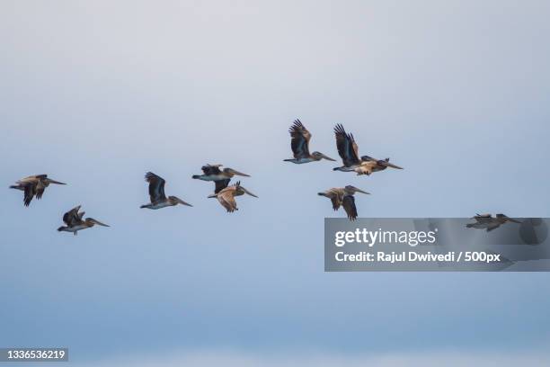 low angle view of canada geese flying against sky,washington,united states,usa - pelicano imagens e fotografias de stock