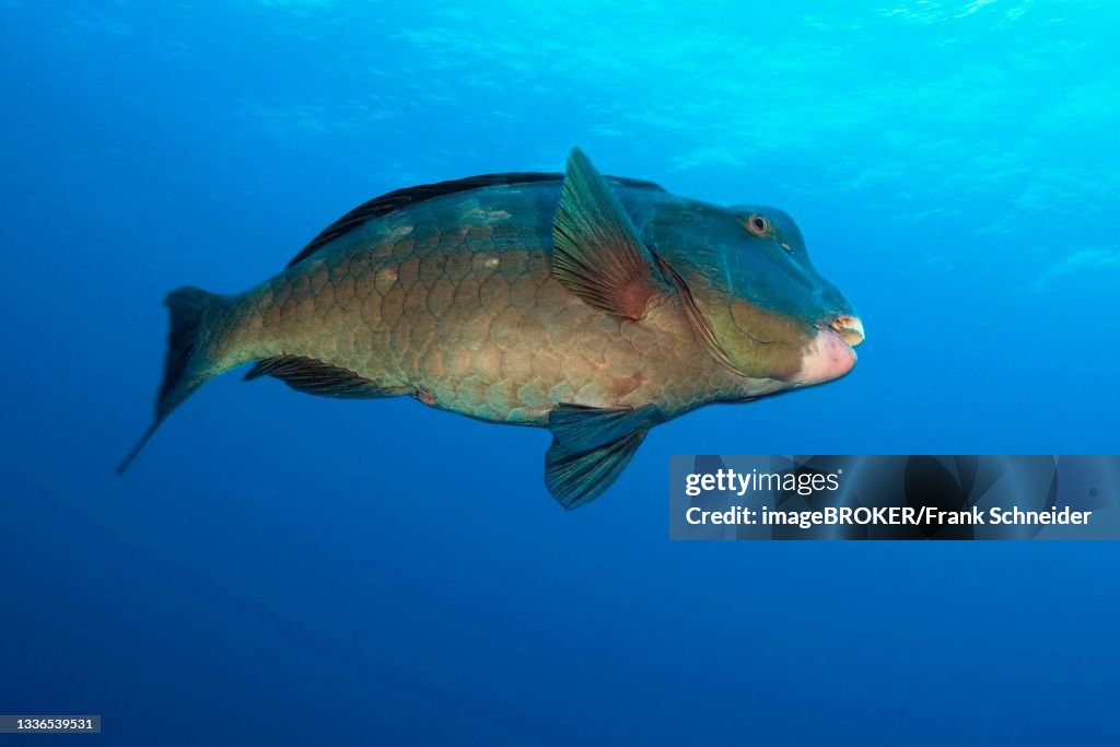 Indian Ocean Steephead Parrotfish (Chlorurus strongylocephalus), Pacific Ocean, Palau