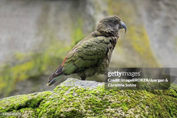 kea (nestor notabilis), kea, adult, on rocks, running, captive, new zealand - kea stock pictures, royalty-free photos & images