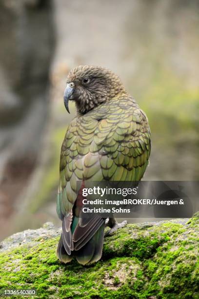 kea (nestor notabilis), kea, adult, on rocks, captive, new zealand - kea stock pictures, royalty-free photos & images