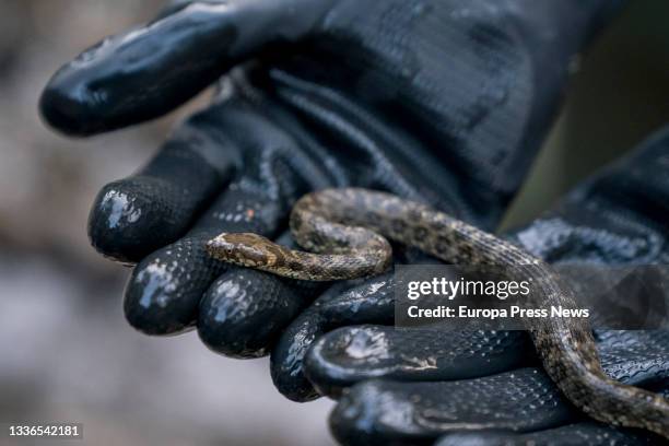 An operator shows a snake during the extraction of specimens of brook trout from the Madarquillos river for transfer to stretches of the same river...