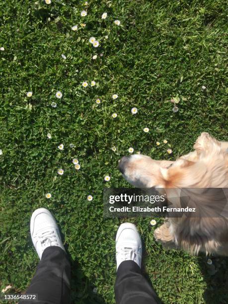 low section of woman standing on grass with her dog - waistdown stock pictures, royalty-free photos & images