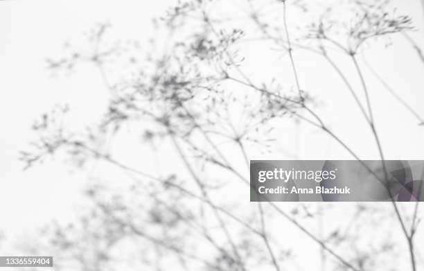trendy photography effect of plant shadow over white background for overlay - ombra in primo piano foto e immagini stock