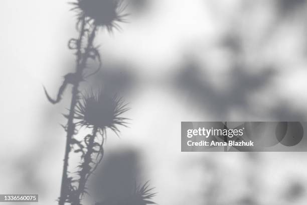 59 241点の花 影のストックフォト Getty Images 59 241点の花 影のストックフォト Getty Images