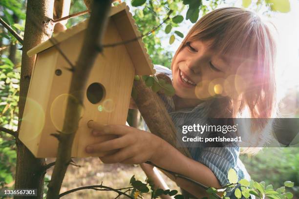 happy boy hanging birdhouse on a tree - bird house 個照片及圖片檔