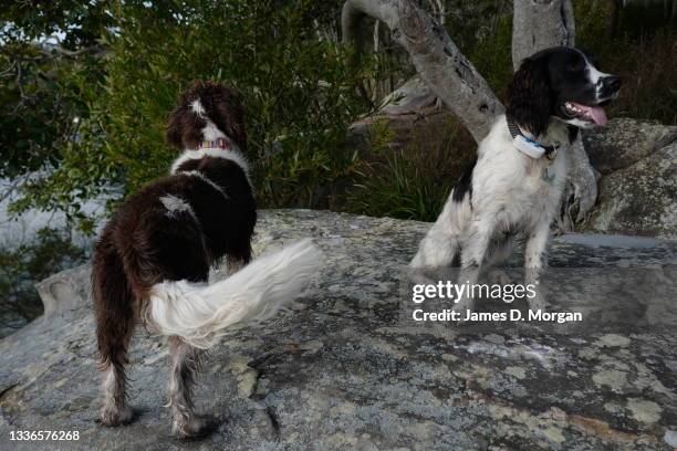 Truffle, an English Springer Spaniel aged one year out on her bush walk together with her GPS tracker fitted to her collar on August 25, 2021 in...