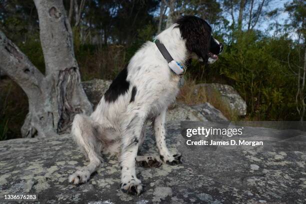 Truffle, an English Springer Spaniel aged one year out on her bush walk together with her GPS tracker fitted to her collar on August 25, 2021 in...