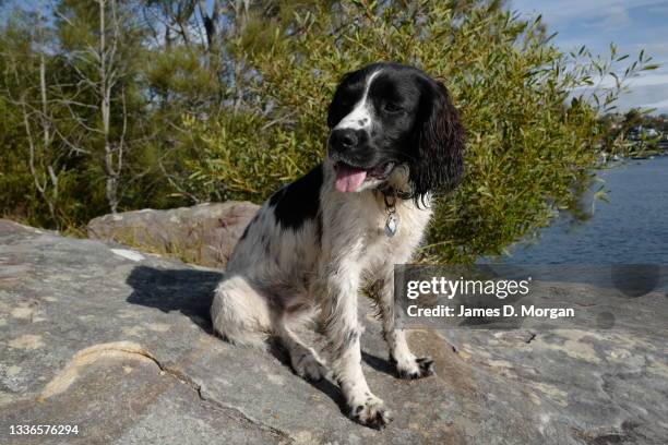 Truffle, an English Springer Spaniel aged one year out on her bush walk together with her GPS tracker fitted to her collar on August 25, 2021 in...