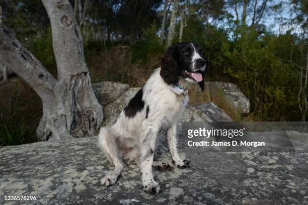 Truffle, an English Springer Spaniel aged one year out on her bush walk together with her GPS tracker fitted to her collar on August 25, 2021 in...