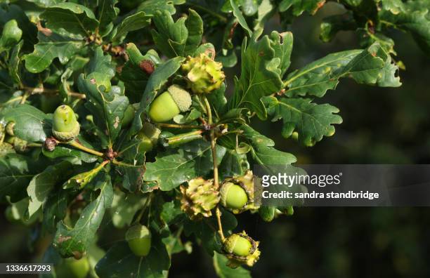 a branch of an oak tree, quercus robur, with acorns and leaves. some of the acorns have been infected by the knopper gall wasp, andricus quercuscalicis,. - gal stockfoto's en -beelden