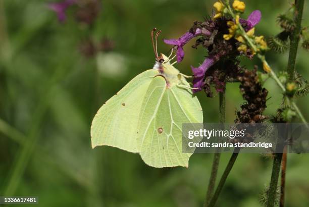 a pretty brimstone butterfly, gonepteryx rhamni, nectaring from a wildflower growing in a woodland glade. - sulphur stock pictures, royalty-free photos & images