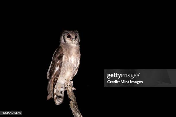 a verreaux eagle owl, bubo lacteus, stands on a dead tree, at night - ワシミミズク ストックフォトと画像