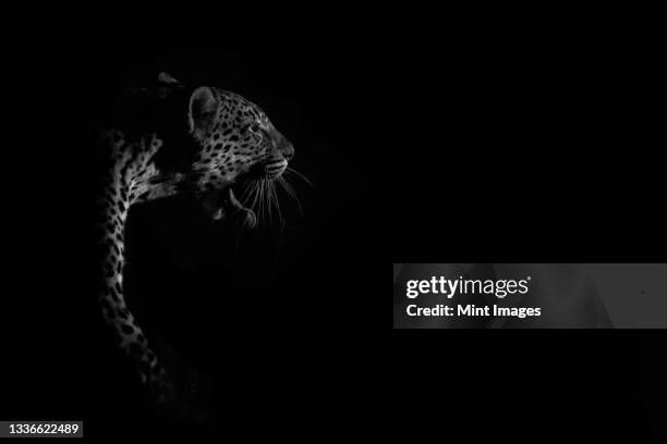 a leopard, panthera pardus, walks and yawns, side lit by spotlight at night, black and white - night safari stock pictures, royalty-free photos & images