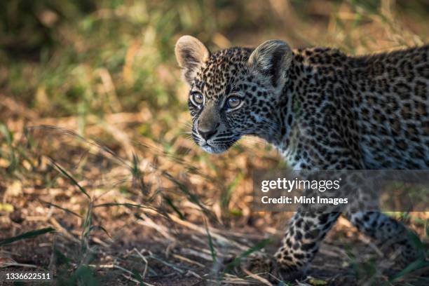 a leopard cub, panthera pardus, walking and looking out of frame - leopard cub stock pictures, royalty-free photos & images
