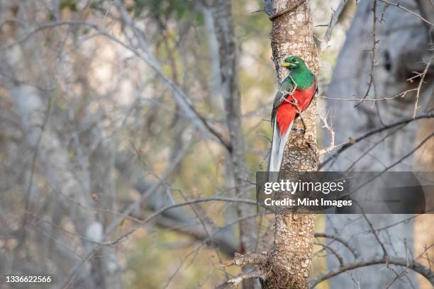 narina trogan, apaloderma narina, sits on a branch - narina trogon stock pictures, royalty-free photos & images