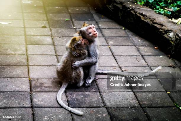 view of monkeys hugging - hug animal group stock-fotos und bilder