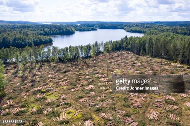 aerial view of cut forest near lake - deforestation stockfoto's en -beelden