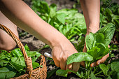 Farmer in the garden picking spinach, bio fresh organic vegetable, harvest on farm