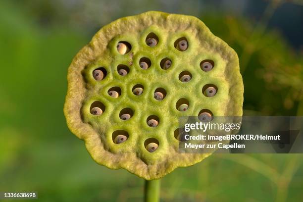 Capsule Example Botany Capsule (Botany) Photos and Premium High Res Pictures - Getty Images