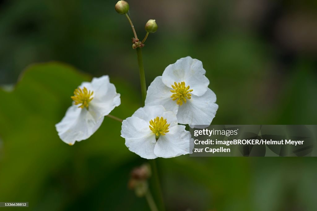 Flowers of broad-leaved arrowhead (Sagittaria latifolia), Botanical Garden, Erlangen, Middle Franconia, Bavaria, Germany