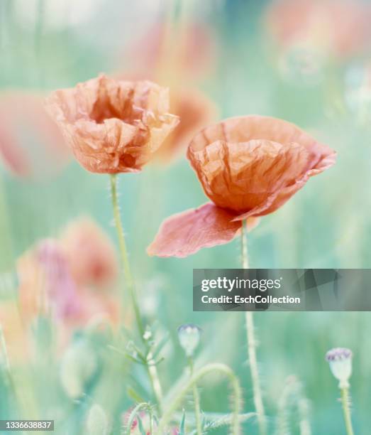 17 Pure Ardennes Stock Photos, HighRes Pictures, and Images Getty Images