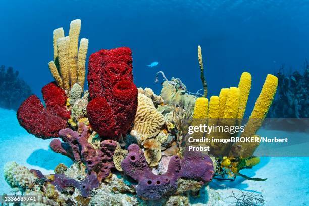 Bared Reef Barren Reef Photos and Premium High Res Pictures - Getty Images