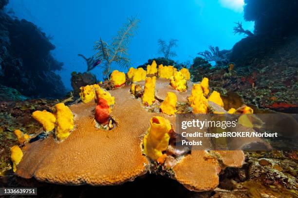 yellow boring sponge (siphonodictyon coralliphagum) on massive starlet coral (siderastrea siderastrea), caribbean sea near maria la gorda, pinar del rio province, caribbean, cuba - spongia stock pictures, royalty-free photos & images