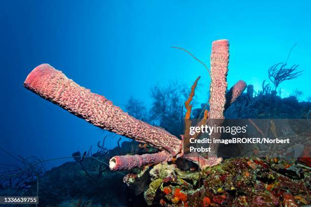 coral reef wall with stove pipe sponge (aplysina archeri), caribbean sea near maria la gorda, pinar del rio province, caribbean, cuba - spongia stock pictures, royalty-free photos & images