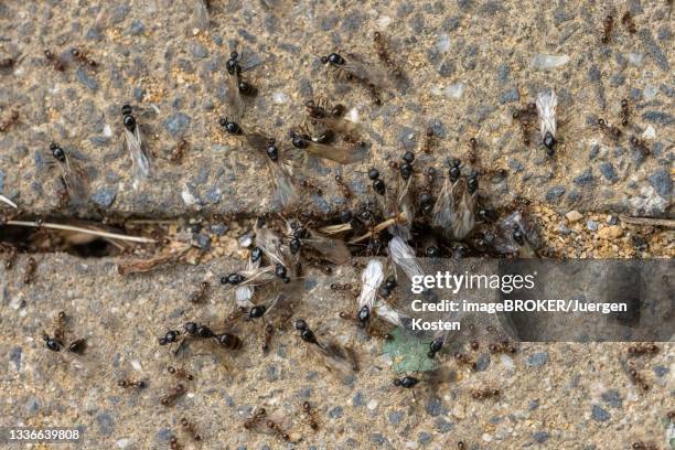 ants swarm out of the burrow for the nuptial flight, germany - ant stock pictures, royalty-free photos & images