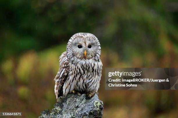 ural owl (strix uralensis), adult, waiting, alert, bohemian forest, czech republic - ural owl stock pictures, royalty-free photos & images