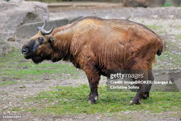 mishmi takin (budorcas taxicolor taxicolor), adult, female, captive, china - takin stock pictures, royalty-free photos & images