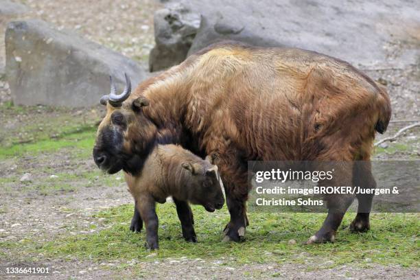 Takin Rearing 1,163 Takin Stock Photos, High-Res Pictures, and Images - Getty Images