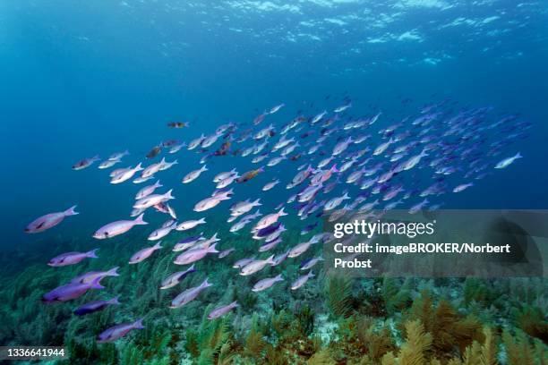 shoal of barracuda waitin boy (clepticus parrae) swimming over coral reef densely covered with soft corals, caribbean sea near maria la gorda, pinar del rio province, caribbean, cuba - creole wrasse stock pictures, royalty-free photos & images