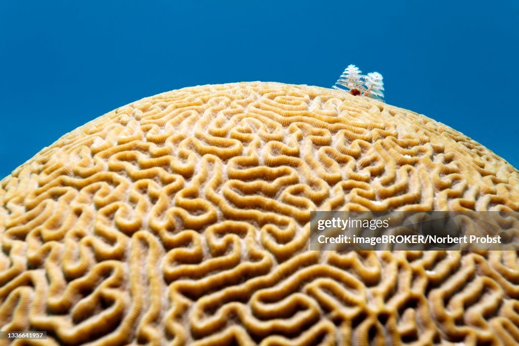 Boulder Brain Coral (Colpophyllia natans) with Christmas tree tube worm (Spirobranchus giganteus) Caribbean Sea near Maria la Gorda, Pinar del Rio Province, Caribbean, Cuba