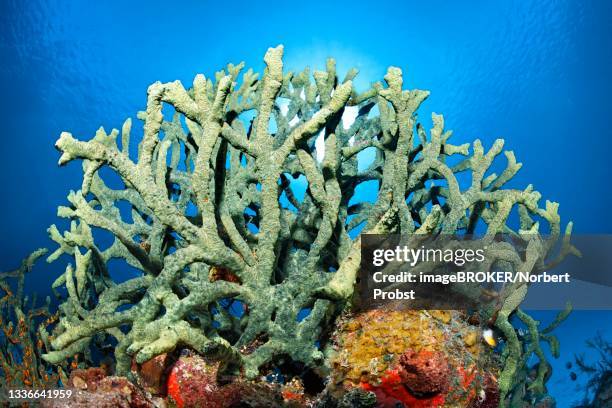 green finger sponge (iotrochota birotulata), caribbean sea near maria la gorda, pinar del rio province, caribbean, cuba - spongia stock pictures, royalty-free photos & images