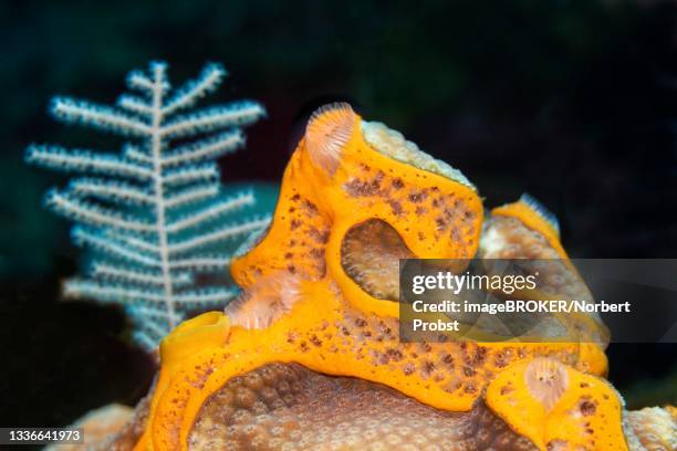 orange undercoat sponge (mycale laevis), caribbean sea near maria la gorda, pinar del rio province, caribbean, cuba - spongia stock pictures, royalty-free photos & images