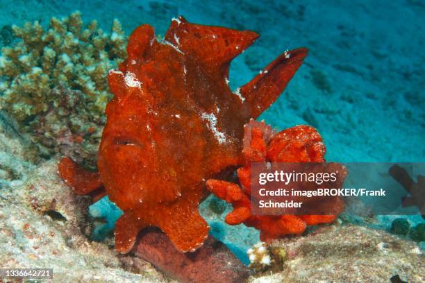 giant frogfish (antennarius commersoni) camouflages itself like red sponge (porifera) right, indian ocean, maldives - spongia stock pictures, royalty-free photos & images