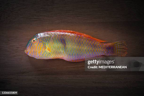 Novacula Razor Pearly Razorfish Raor O Lorito Xyrichtys Novacula Of Labridae Family ...