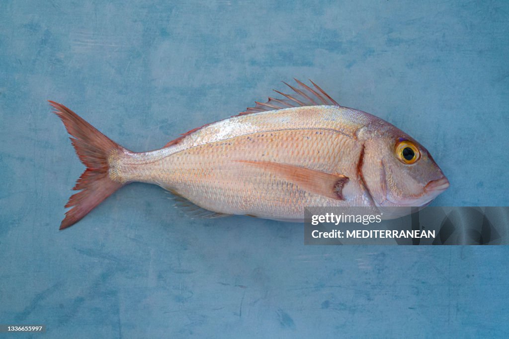 Red Snapper fish or pink sea bream on blue wood background really fresh