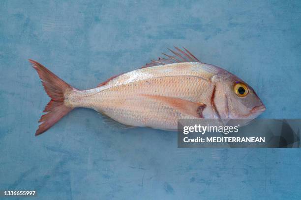 red snapper fish or pink sea bream on blue wood background really fresh - animal fin stock pictures, royalty-free photos & images