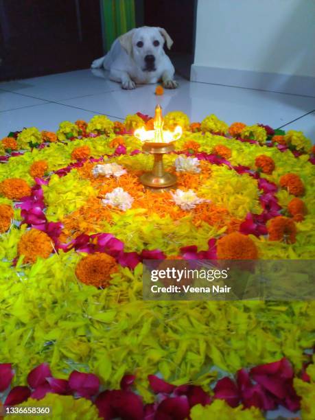 cute labrador puppy sitting and looking at camera,  in front of onam pookalam/floral pattern/onam festival/kerala - pookalam stock pictures, royalty-free photos & images
