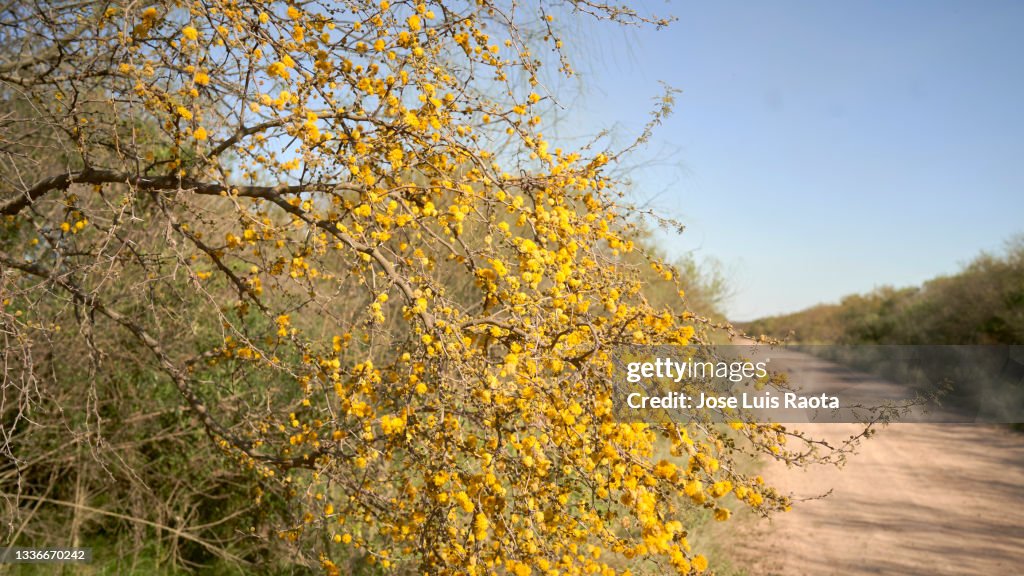 Acacia dig. Known in the countries of the southern cone of South America as aromo criollo or espinillo negro Vachellia caven is an ornamental tree in the family Fabaceae