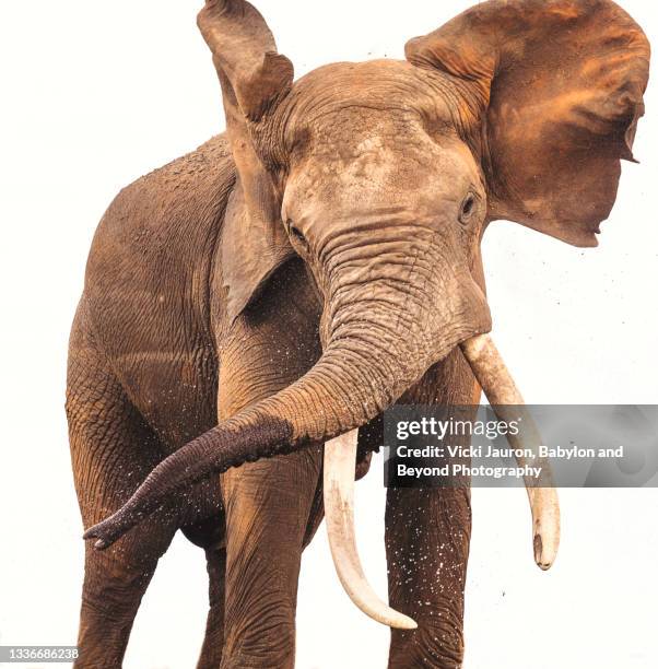 cute elephant shaking head against white background at tsavo east, kenya - african elephant bildbanksfoton och bilder