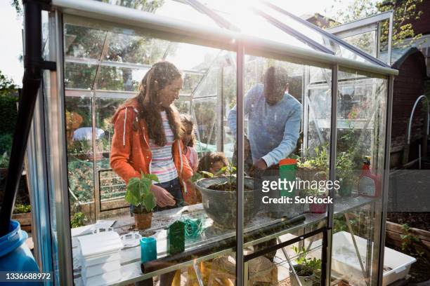 helping in the greenhouse - couple looking through window stock pictures, royalty-free photos & images