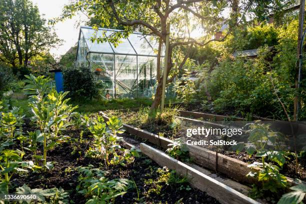 gartenwachstum - gemüsegarten stock-fotos und bilder