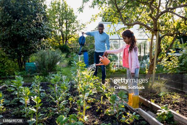 watering the plants together - real family stock pictures, royalty-free photos & images