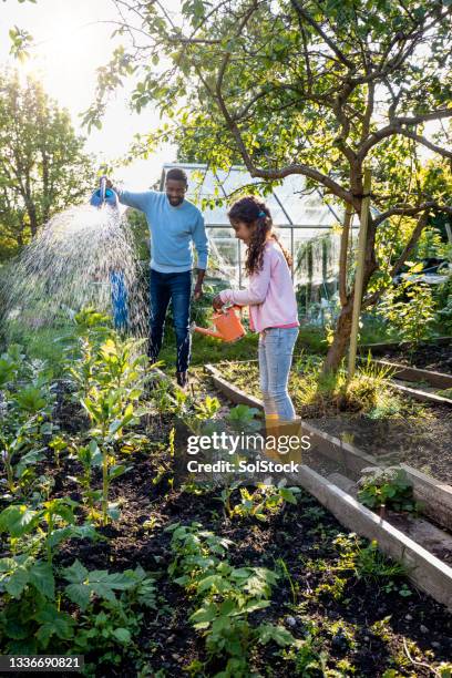 helping daddy at the allotment - community garden family stock pictures, royalty-free photos & images