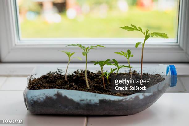 growing fresh herbs - seedling stock pictures, royalty-free photos & images
